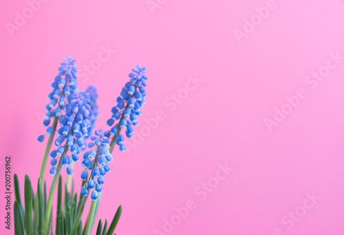 flower plant Muscari on a color background