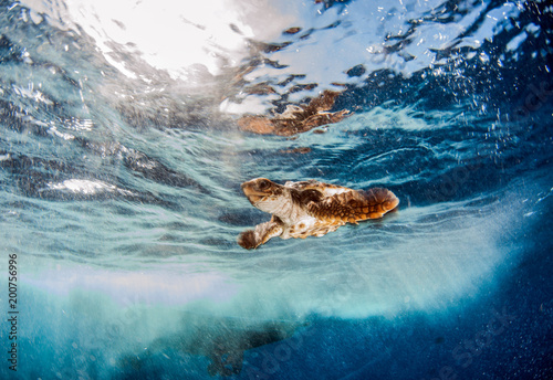 Sea Turtle Release at the Bahamas