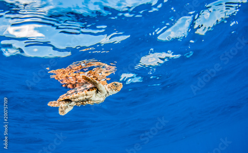 Sea Turtle Release at the Bahamas