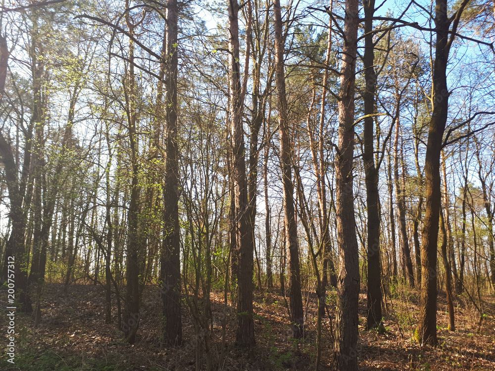 Obraz premium Spring forest landscape background