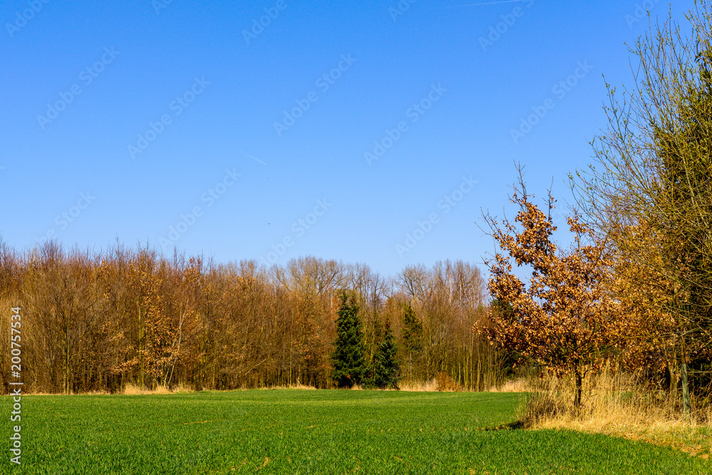 Green field surrounded by trees with old foliage at the edge of Prague