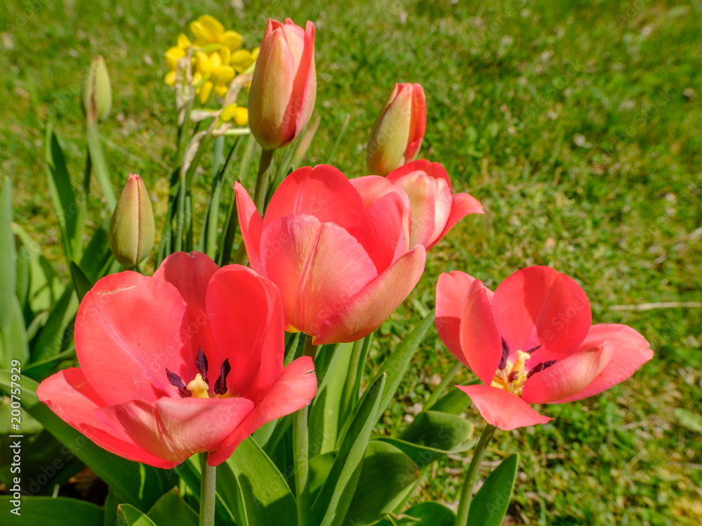 Beautiful pink tulips in flowerbed in spring