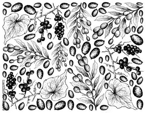 Hand Drawing of Brazil Plums and Ampelocissus Martinii Fruits
