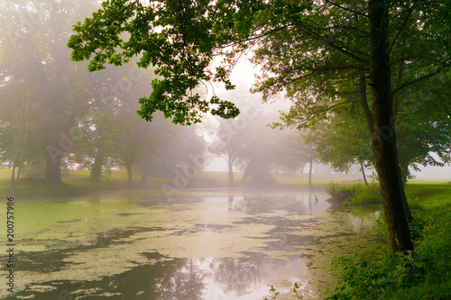 Swamp in fog