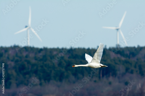 Wing power on the west coast in Sweden