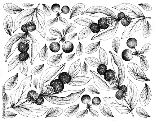 Hand Drawn Background of Ceylon Gooseberries and Bog Bilberries photo