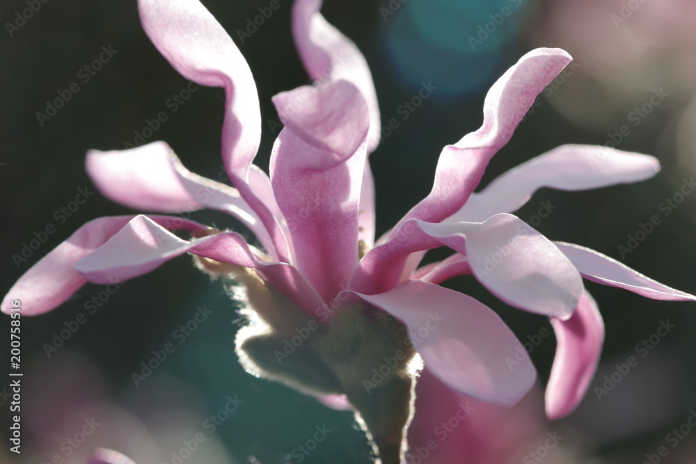 Fototapeta premium pink magnolia blossom