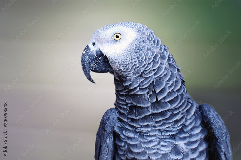 Fototapeta premium The grey parrot Psittacus erithacus, also known as the Congo grey parrot or African grey parrot, is an Old World parrot in the family Psittacidae.