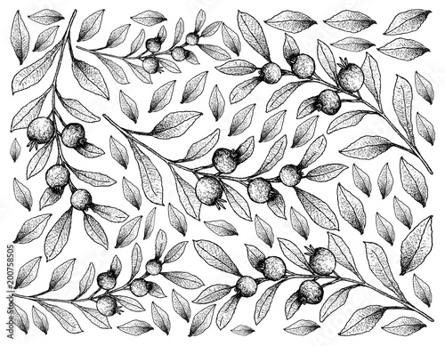 Wallpaper Mural Hand Drawn Background of Cambui Roxo Fruits Torontodigital.ca