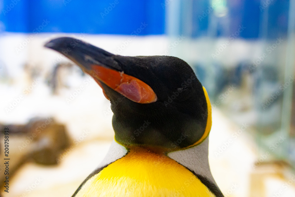 キングペンギン 顔アップ Stock 写真 Adobe Stock