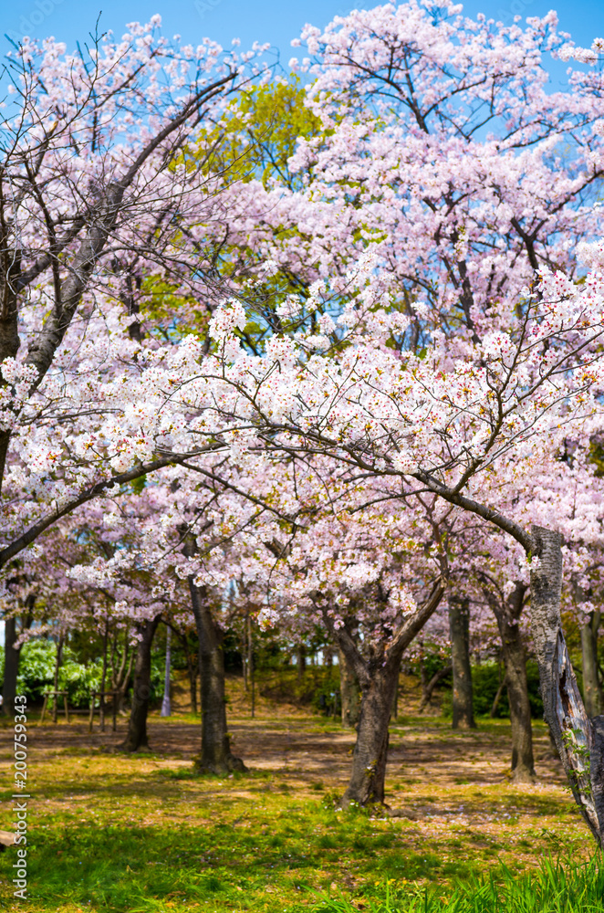 満開の桜