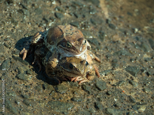 Two frogs mated at spring day