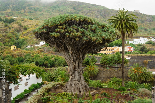 Dracaena draco, the ancient specimen at Icod de los Vinos, Tenerife