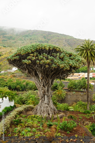 Dracaena draco, the ancient specimen at Icod de los Vinos, Tenerife