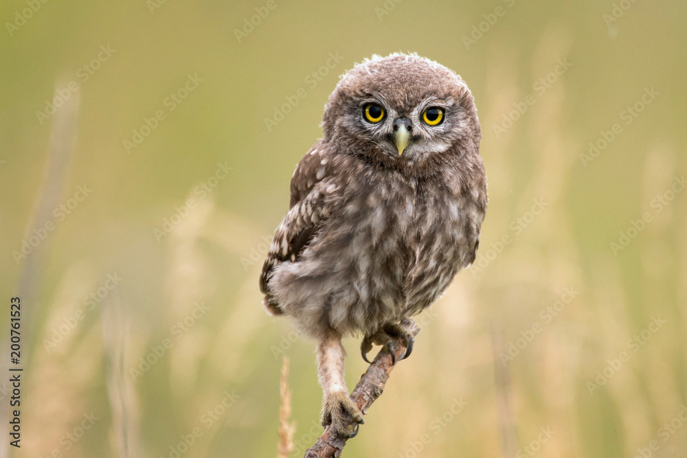 A young little owl (Athene noctua) sitting on a branch looking at the camera - obrazy, fototapety, plakaty 