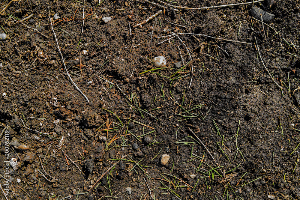 Background of pine needles and soil. Natural background