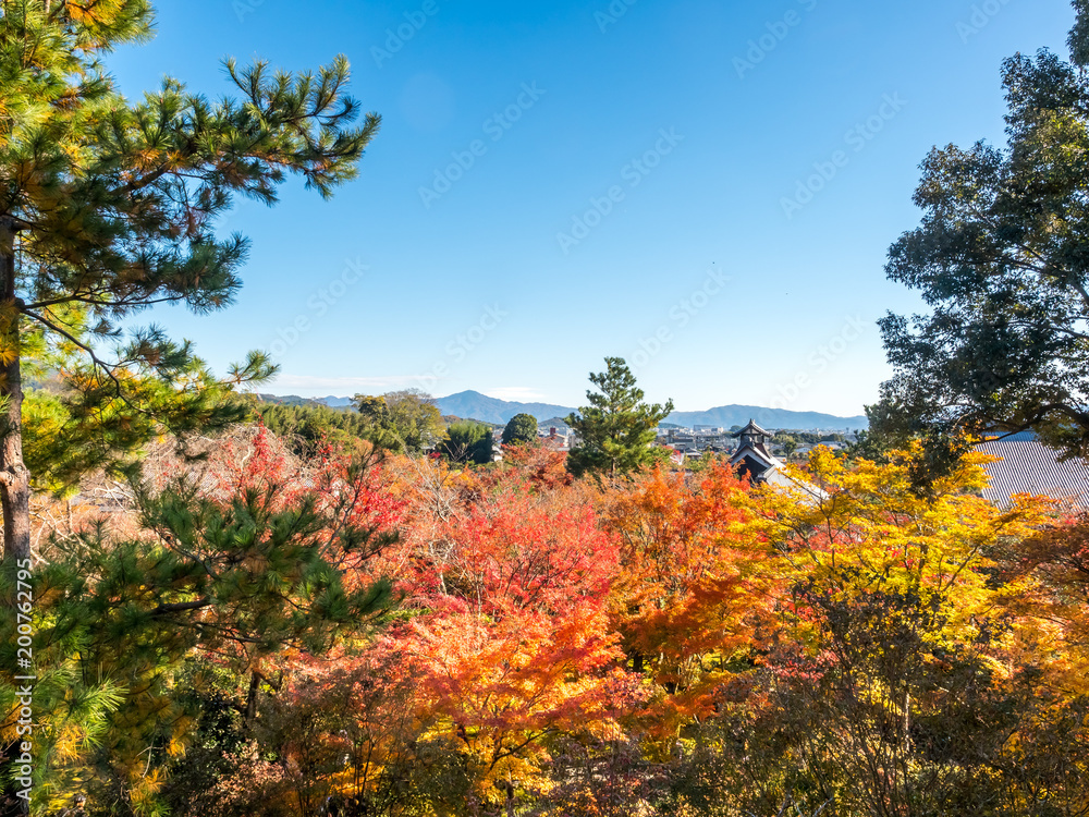 Colorful leaves in Japan autumn