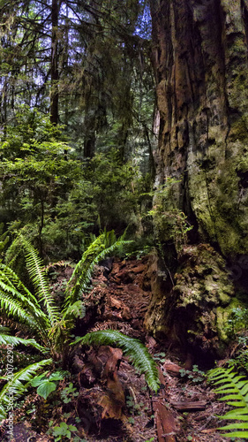 Redwood Tree With Ferns