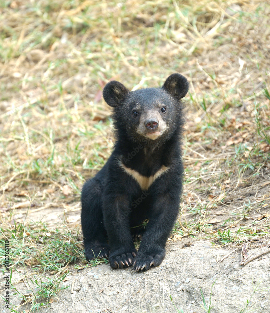 young asiatic black bear