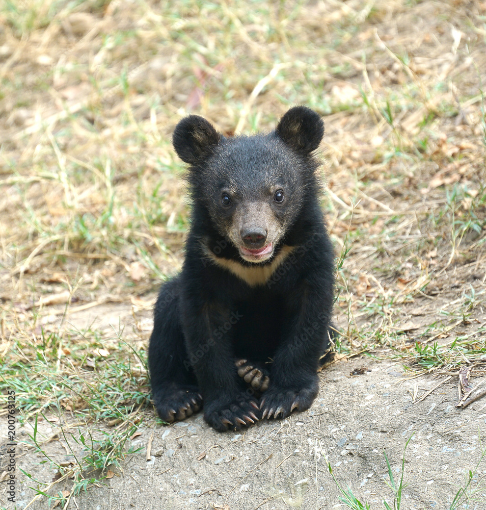 Fototapeta premium young asiatic black bear