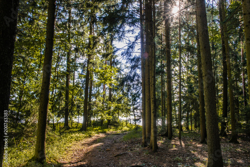 Waldweg