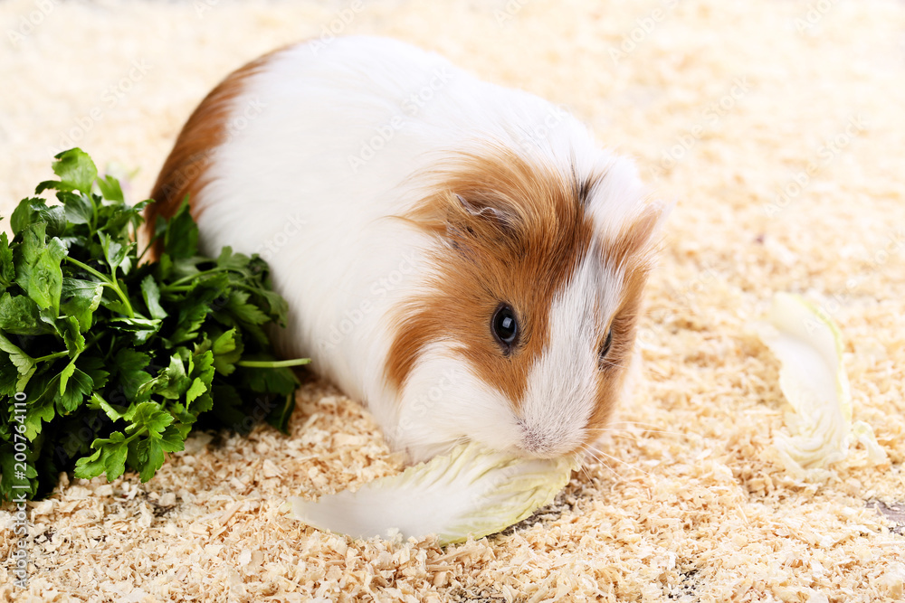 Guinea pig with fresh parsley and cabbage on sawdust background Guinea pig with fresh parsley and cabbage on sawdust background