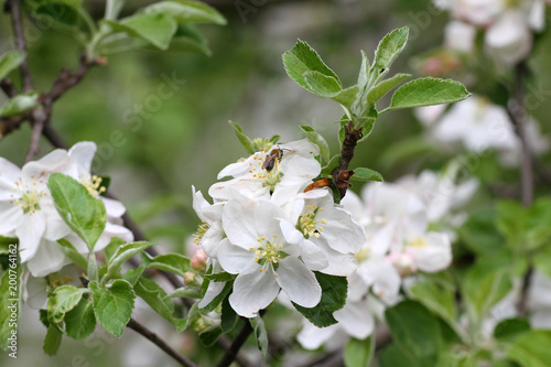 Bee. Blossoming orchards with bees in the spring. Blooming orchard trees. Spring background. Spring orchard on sunlight. Spring flower field background. Floral pattern. No sharpen