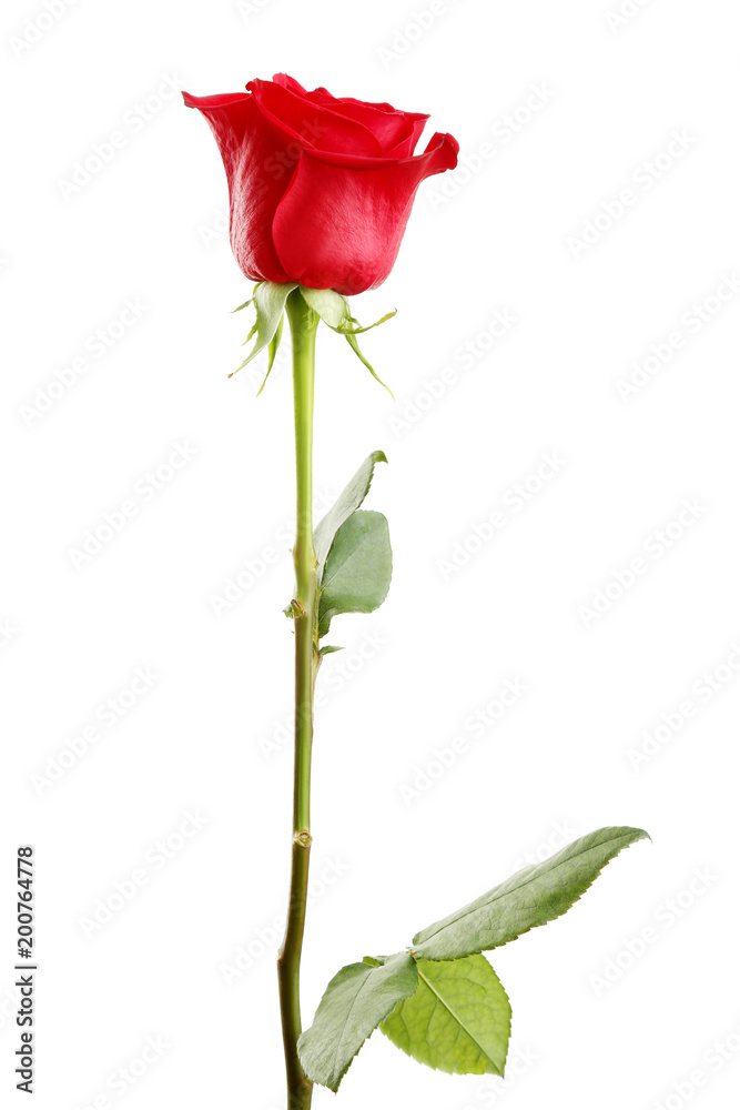 Red rose on white background