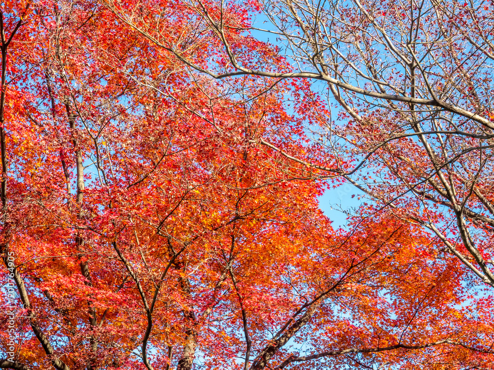 Colorful leaves in Japan autumn