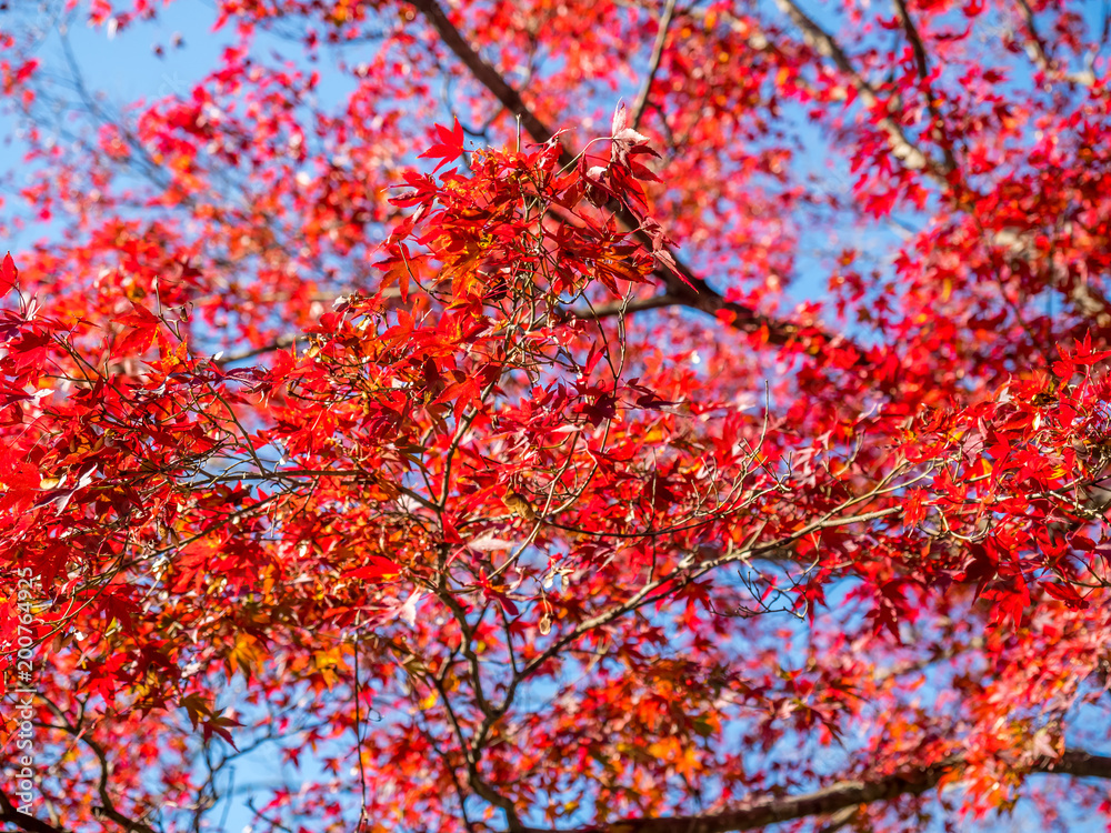 Colorful leaves in Japan autumn Colorful leaves in Japan autumn