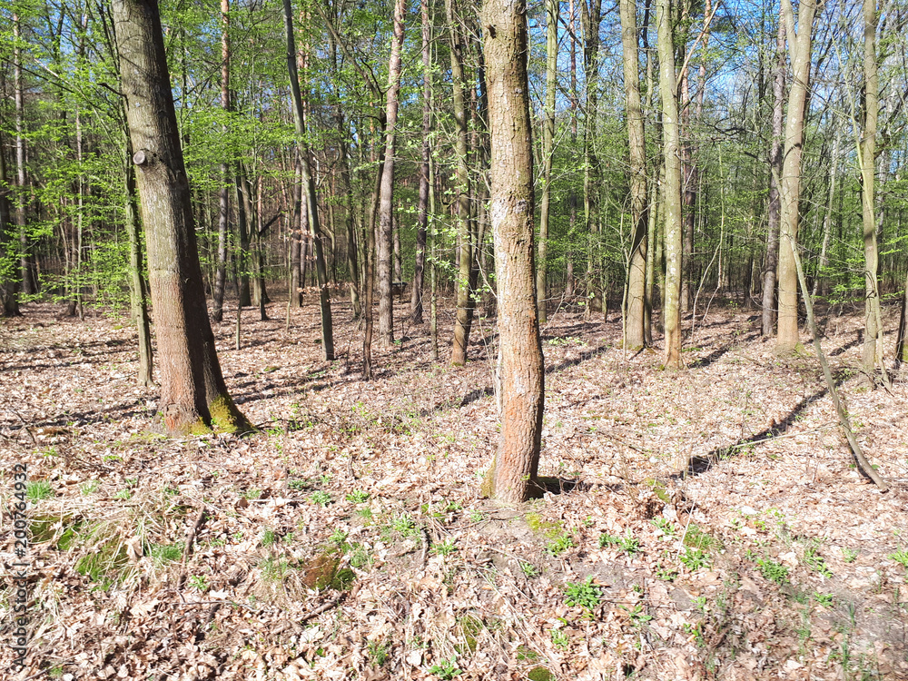 Spring forest landscape background Spring forest landscape background