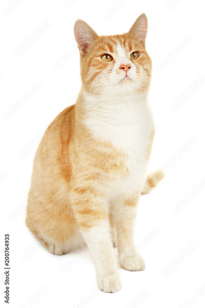 Obraz premium Ginger cat isolated on white background