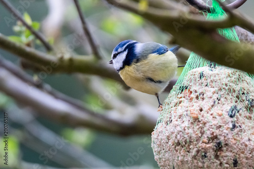 Cyanistes caeruleus,blue tit
