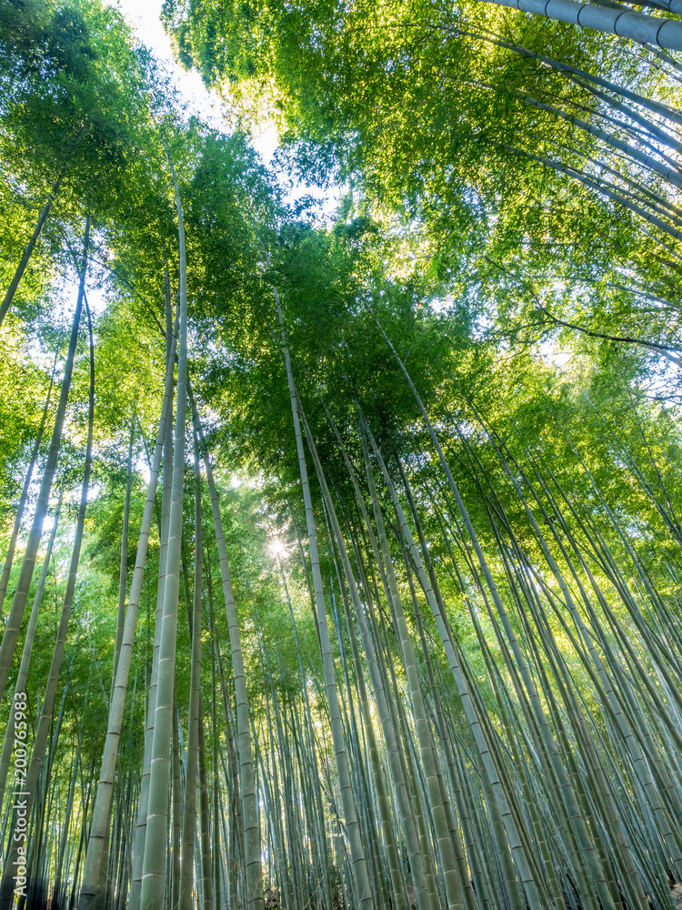 Bamboo forest in Arashiyama, Japan Bamboo forest in Arashiyama, Japan