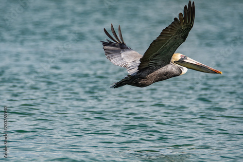 White Pelican Flying  © Evan