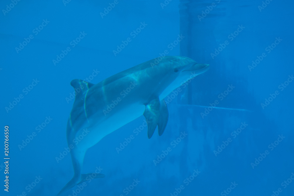 Fototapeta premium Curious dolphin