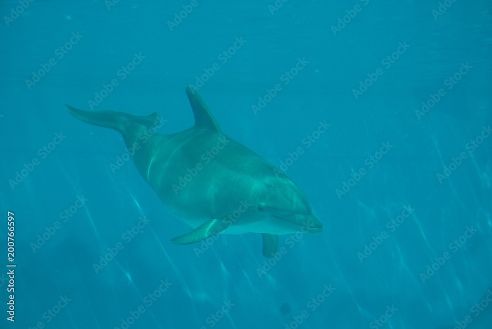 Fototapeta premium Dolphin