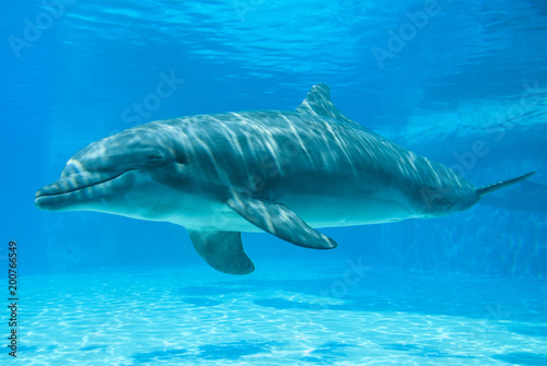 Winking dolphin