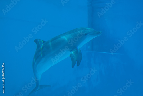 Curious dolphin © Photo&Lightroom  LF