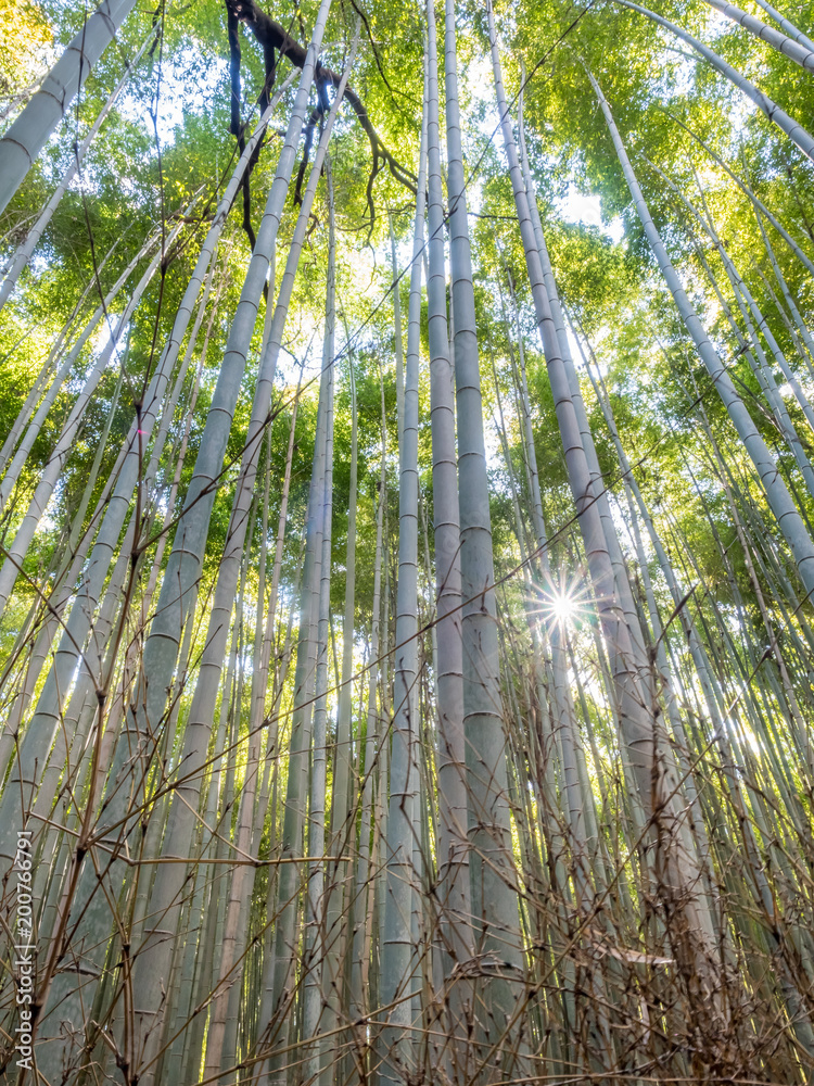 Bamboo forest in Arashiyama, Japan Bamboo forest in Arashiyama, Japan