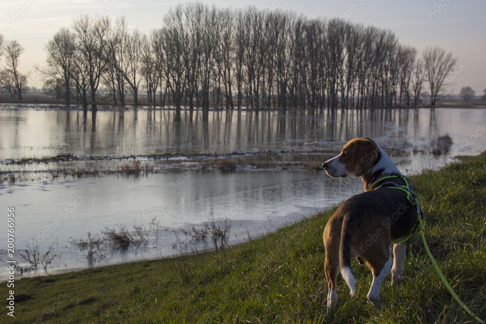 Winter landscape - dog at a river Winter landscape - dog at a river