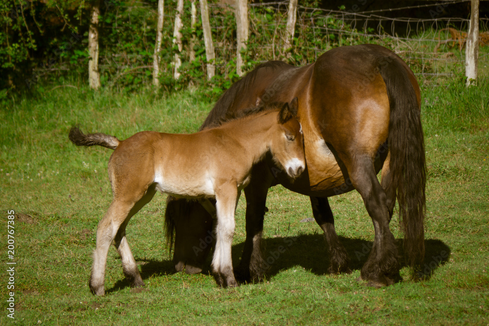 foal and his mother