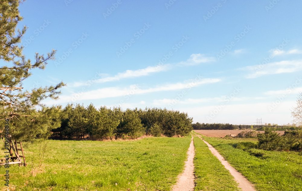 Fototapeta premium road in the forest, blue sky and green grass.