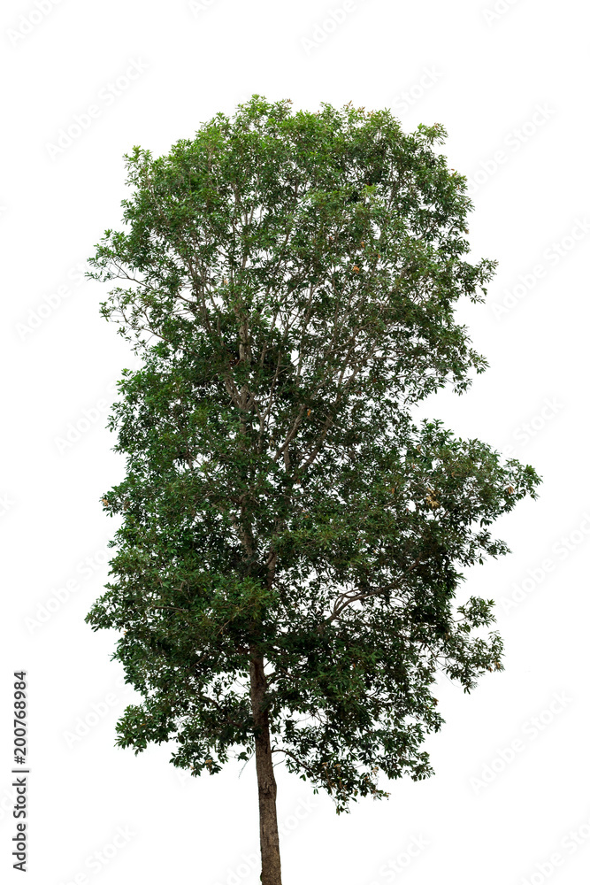 Obraz premium Isolated tree on white background