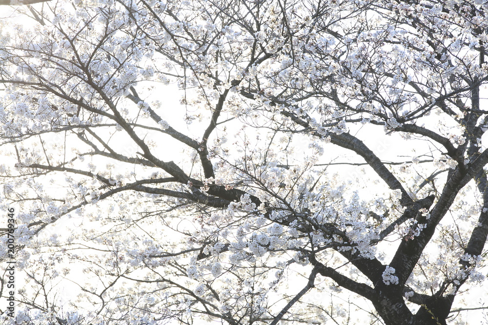 Obraz premium Image shots of cherry blossoms