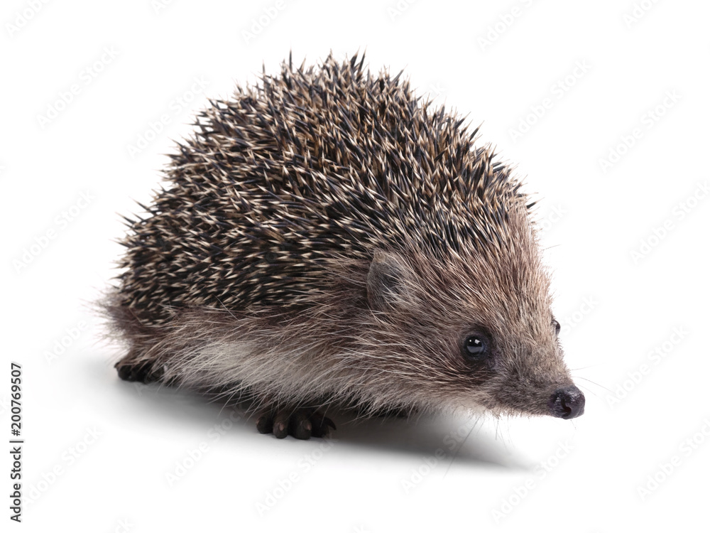 Hedgehog, isolated on white Hedgehog, isolated on white