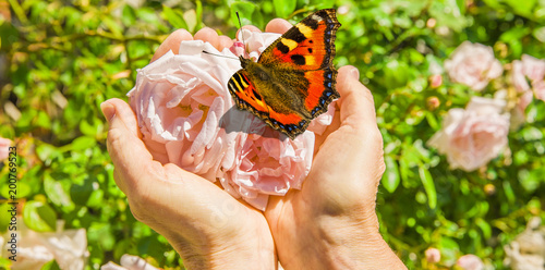 Rosen mit Schmetterling