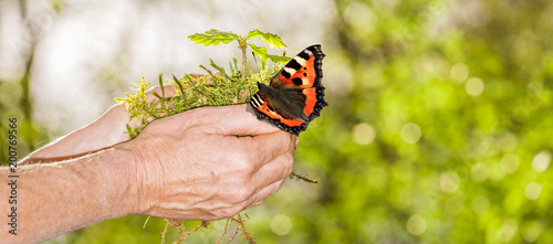 Eichenpflanze und schmetterling