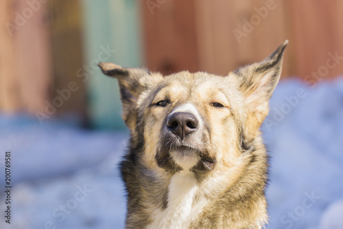 dog portrait close up
