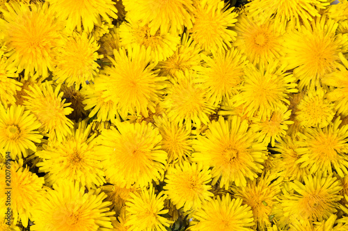 Dandelion flowers isolated on white